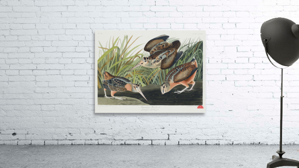 Sanderling Wall Preview