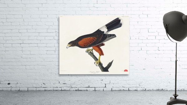 Louisiana Hawk Wall Preview