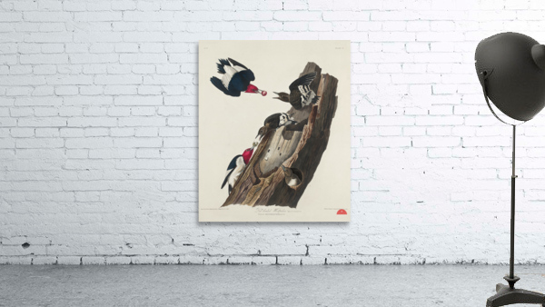 Red-headed Woodpecker Wall Preview