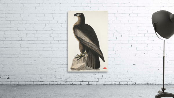 The Bird of Washington or Great American Sea Eagle Wall Preview