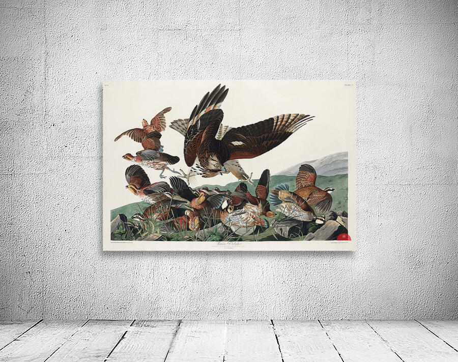 Virginian Partridge Wall Preview