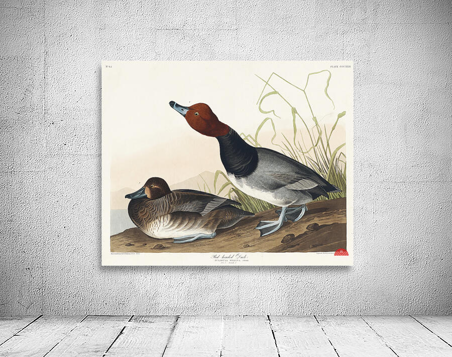 Red-headed Duck Wall Preview