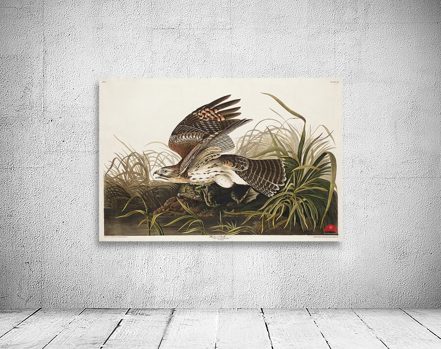 Winter Hawk Wall Preview