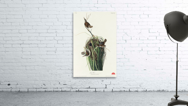 Marsh Wren Wall Preview