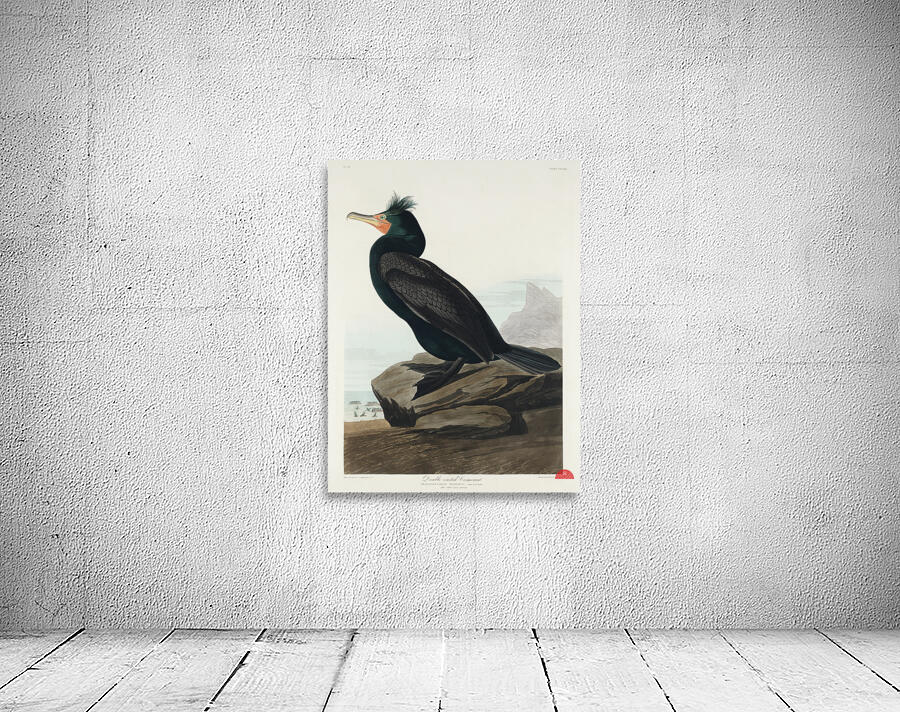 Double-crested Cormorant Wall Preview