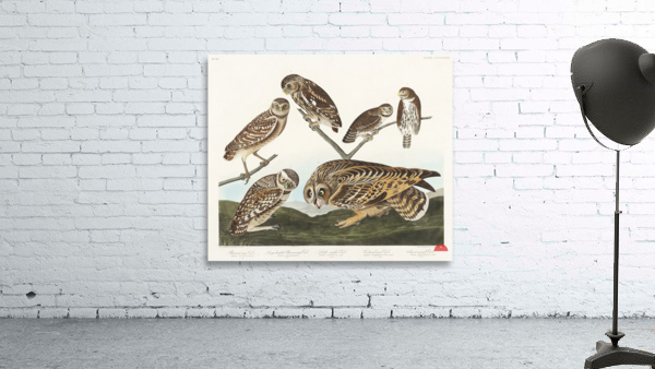 Burrowing Owl Large-Headed Burrowing Owl Little Night Owl Columbian Owl and Short-cared Owl Wall Preview