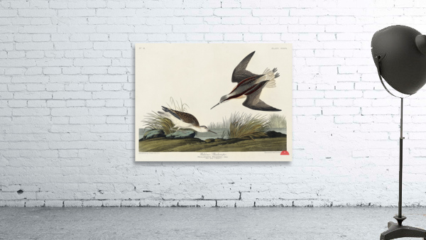 Wilsons Phalarope Wall Preview