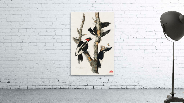Ivory-billed Woodpecker Wall Preview