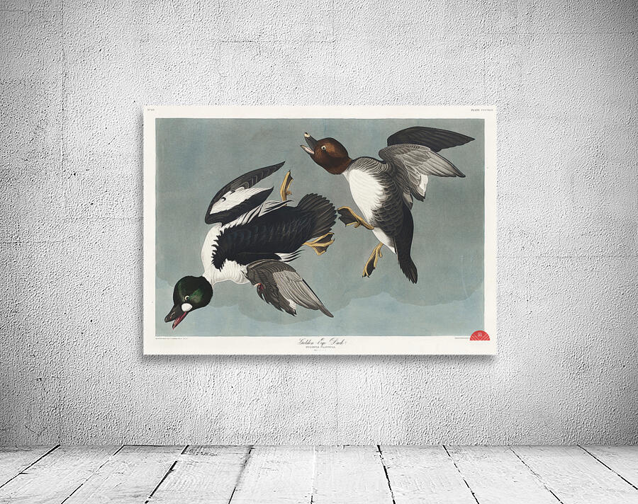 Golden-eye Duck Wall Preview