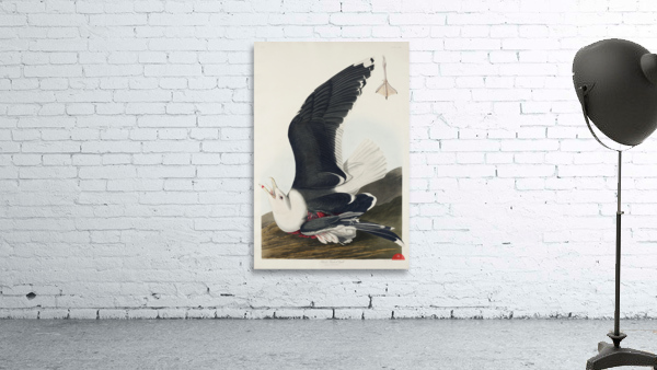 Black Backed Gull Wall Preview