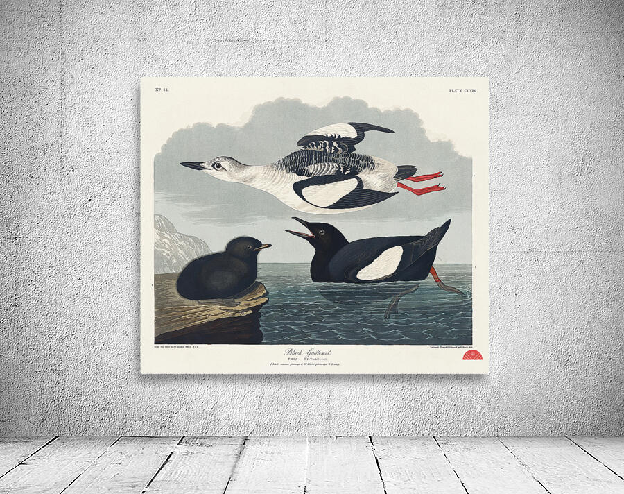 Black Guillemot Wall Preview