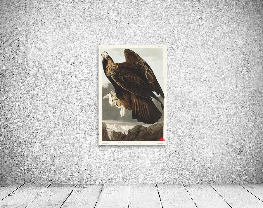 Golden Eagle Wall Preview