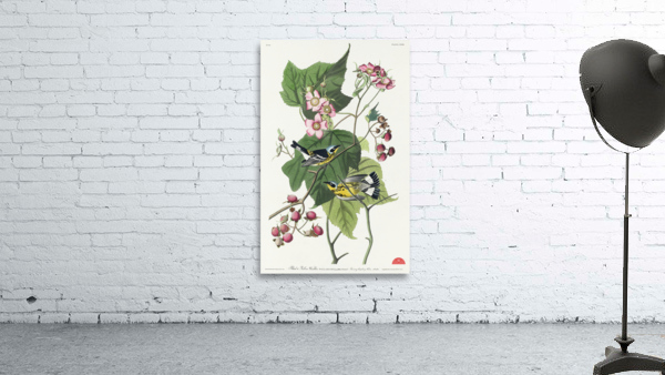 Black & Yellow Warblers Wall Preview