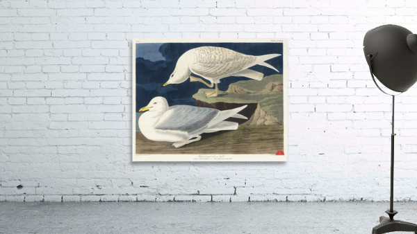 White-winged silvery Gull Wall Preview