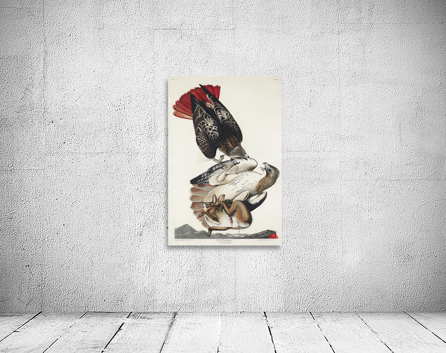 Red-tailed Hawk Wall Preview