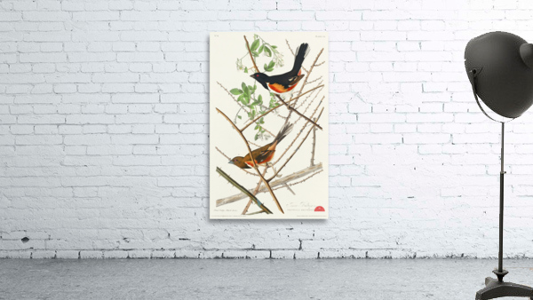 Towee Bunting Wall Preview