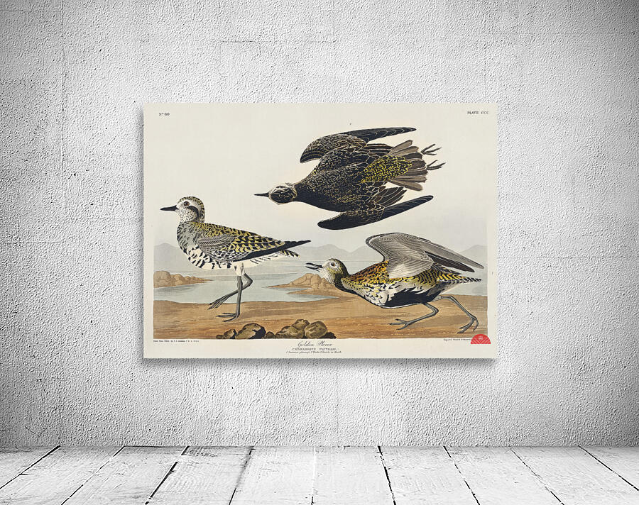 Golden Plover Wall Preview