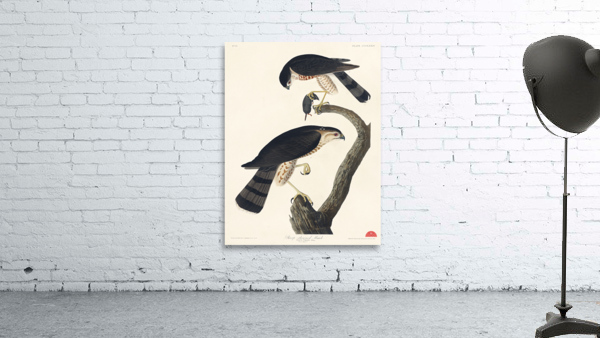 Sharp-shinned Hawk Wall Preview