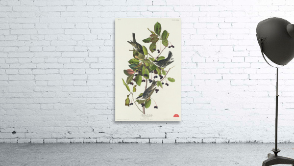 Black-poll Warbler Wall Preview