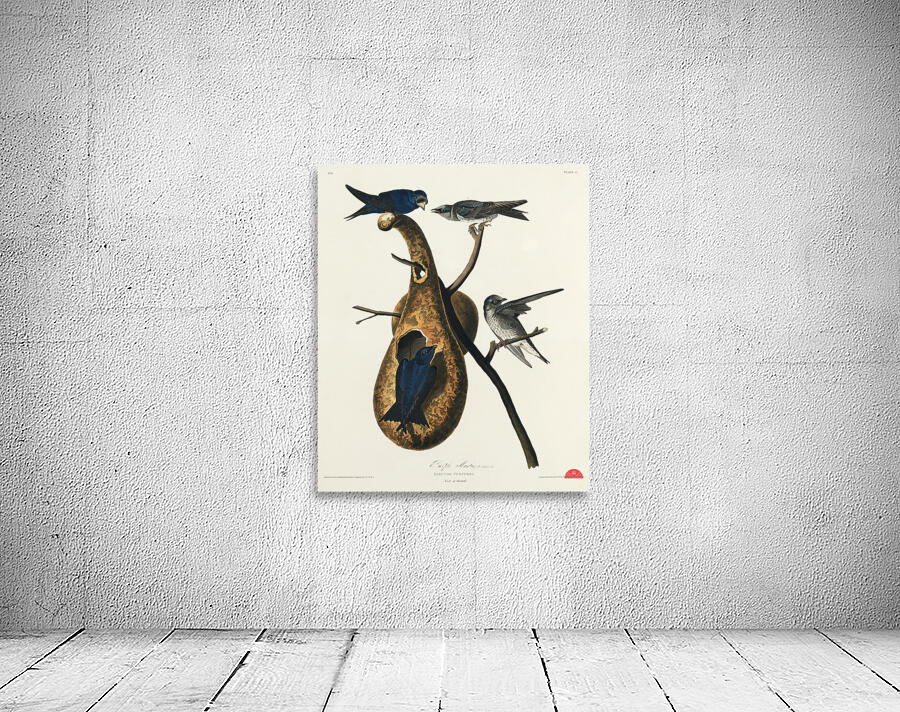 Purple Martin Wall Preview