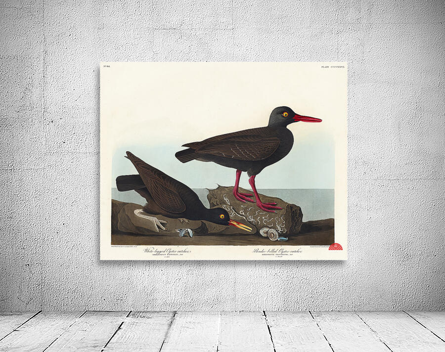 White-legged Oyster-catcher or Slender-billed Oyster-catcher Wall Preview