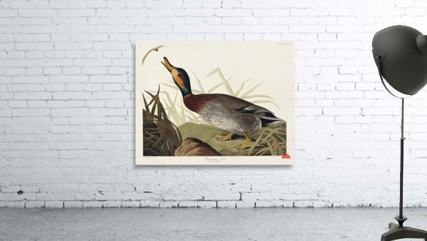 Bemaculated Duck Wall Preview