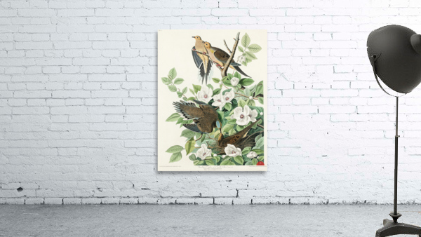 Carolina Pigeon Wall Preview