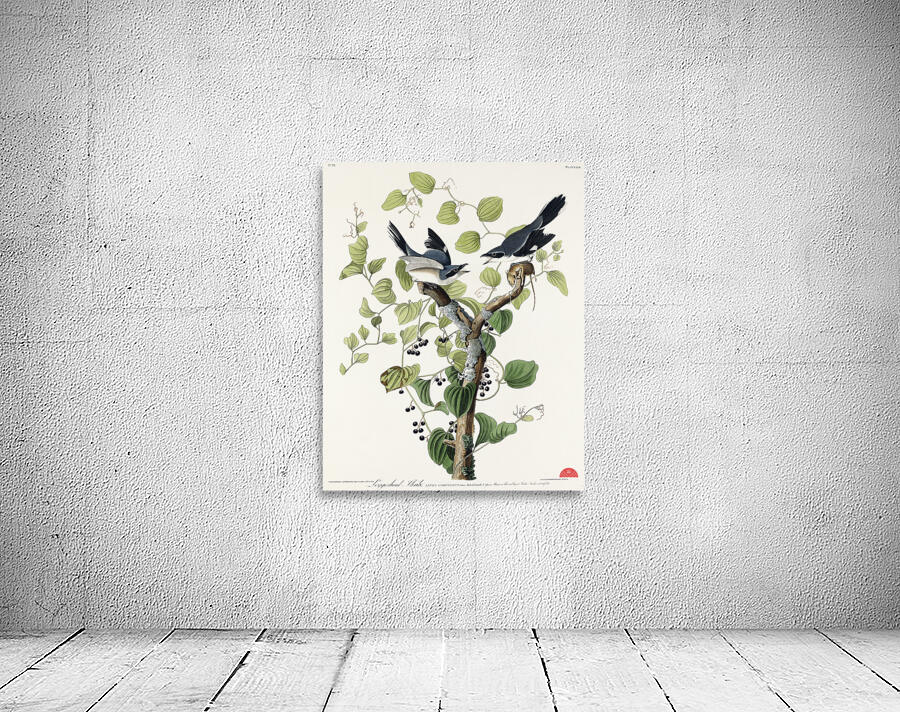 Loggerhead Shrike Wall Preview