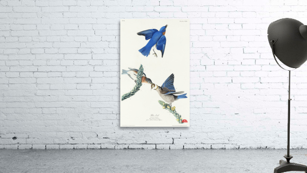 Blue-bird Wall Preview