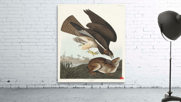 Common Buzzard Wall Preview