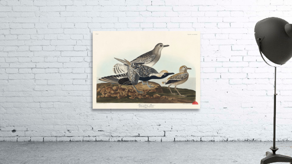 Black-bellied Plover Wall Preview