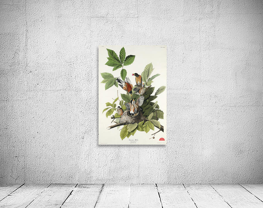 American Robin Wall Preview