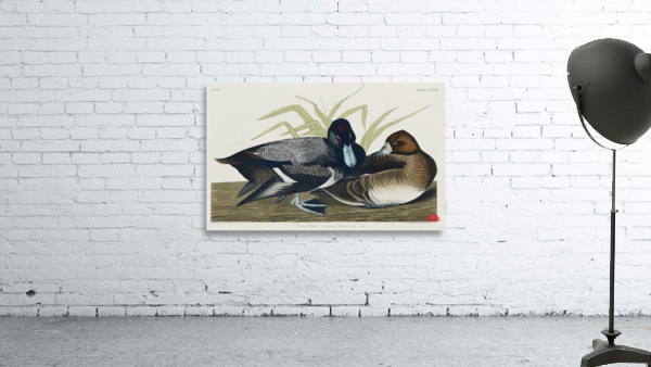 Scaup Duck Wall Preview