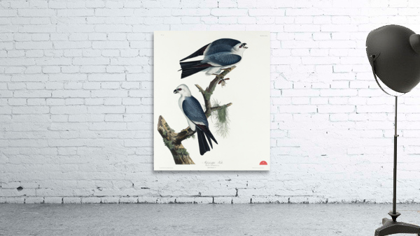 Mississippi Kite Wall Preview