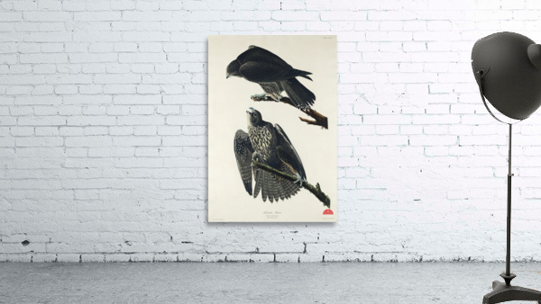 Labrador Falcon Wall Preview
