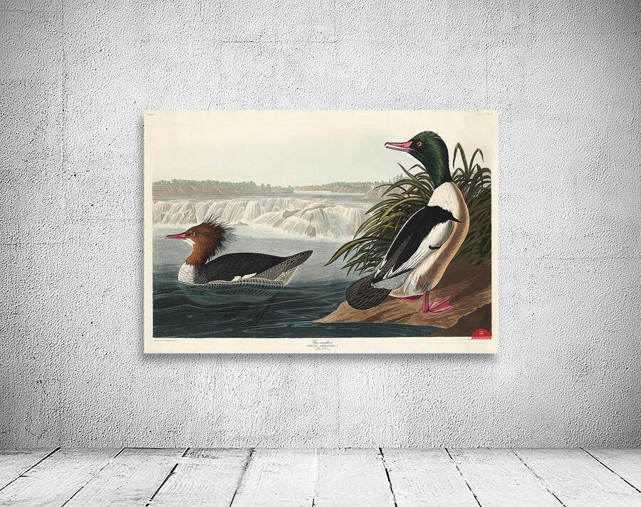 Goosander Wall Preview
