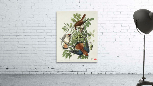 American Sparrow Hawk Wall Preview