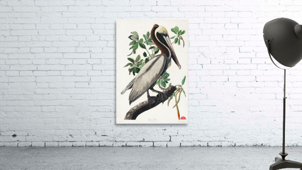 Brown Pelican Wall Preview