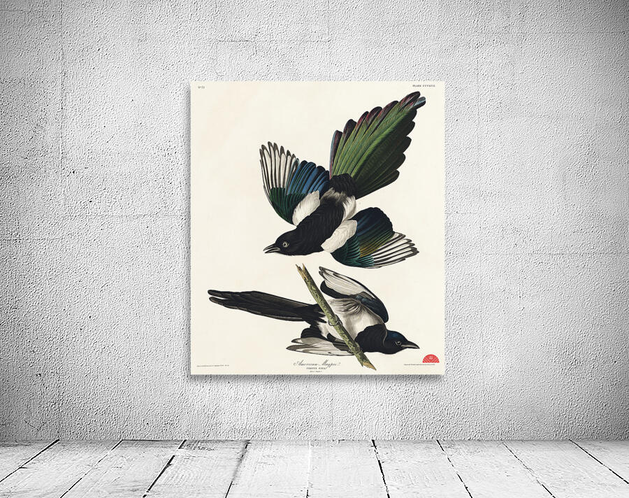 American Magpie Wall Preview
