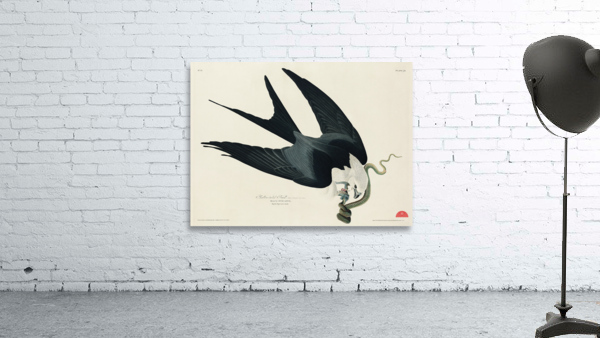 American Magpie Wall Preview