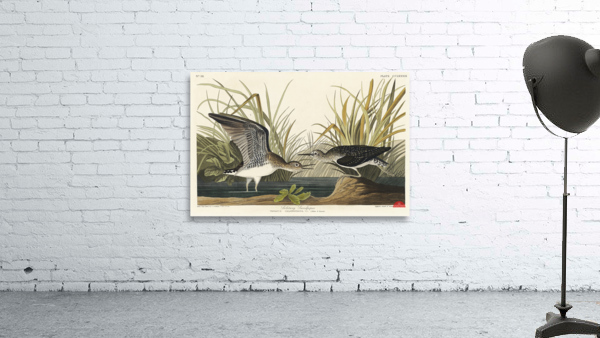 Solitary Sandpiper Wall Preview