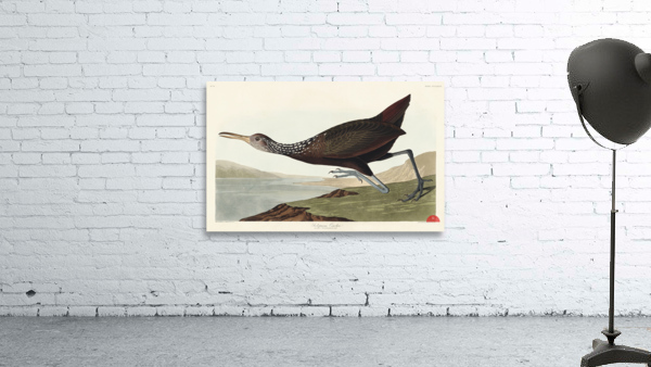 Scolopaceus Courlan Wall Preview