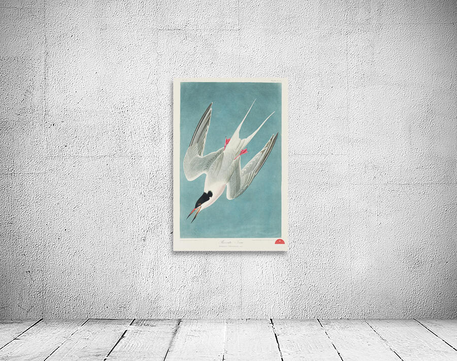 Roseate Tern Wall Preview
