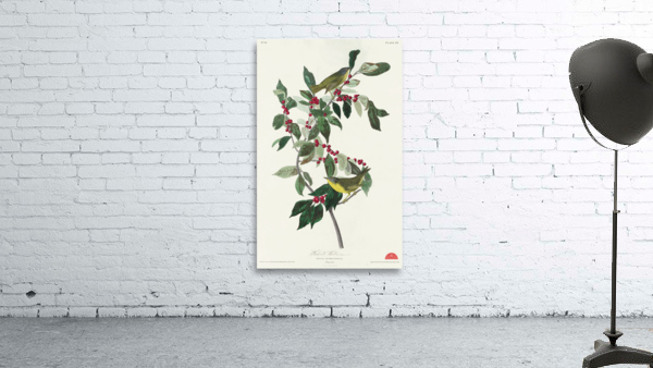 Nashville Warbler Wall Preview