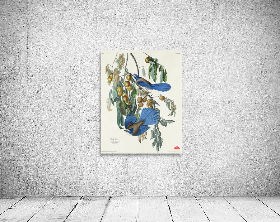 Florida Jay Wall Preview