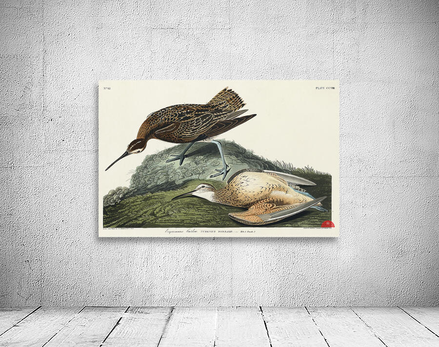 Esquimaux Curlew Wall Preview