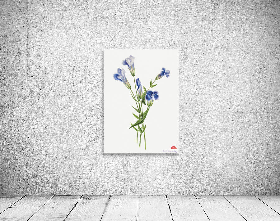 Fringed Gentian Gentiana crinita 1905 Wall Preview