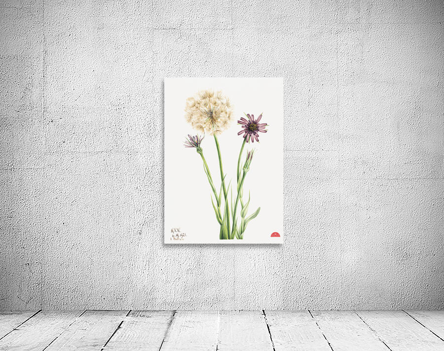 Salsify Tragopogon porrifolius 1921 Wall Preview