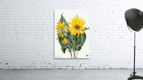 Balsamroot Balsamorhiza sagittata 1923 Wall Preview