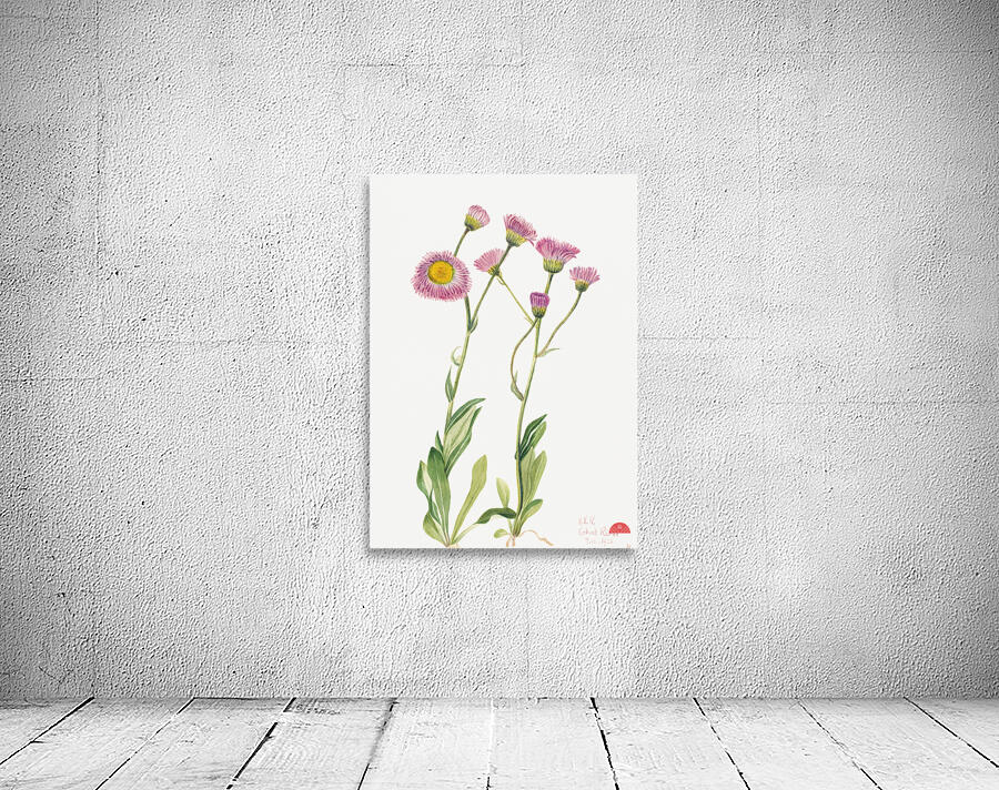 Meadow Fleabane Erigeron speciosus 1920 Wall Preview